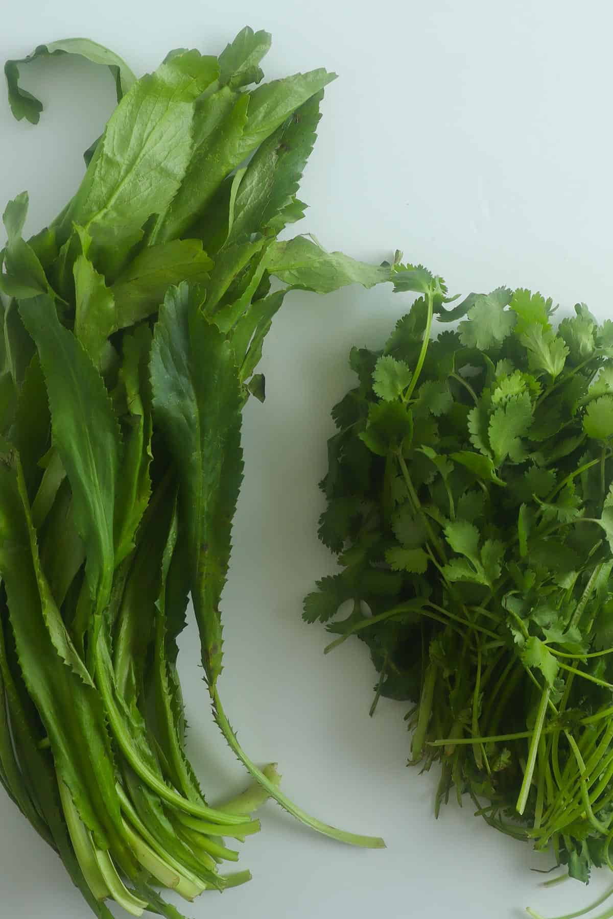 recao and cilantro on a white surface.