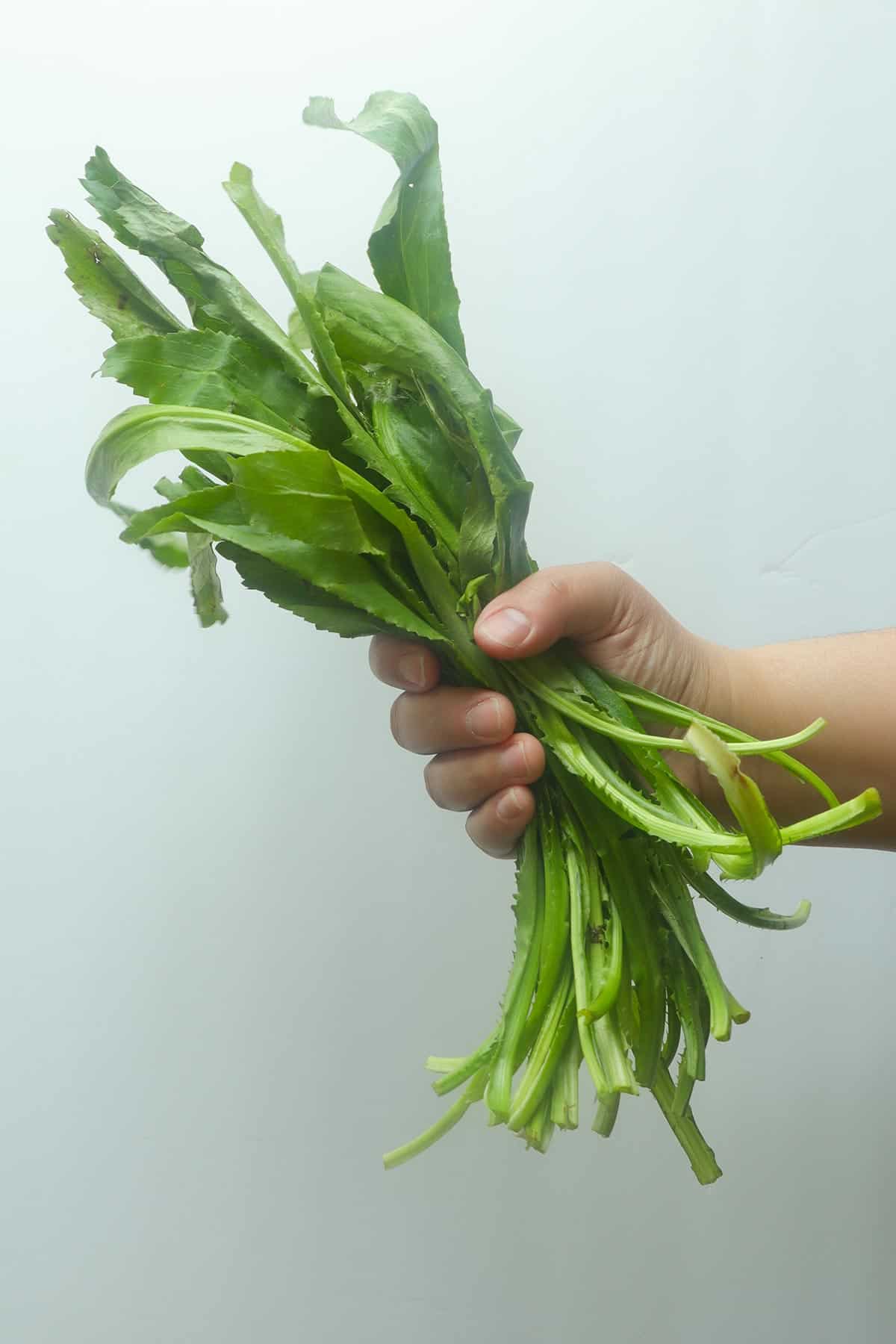 a hand grabbing a bunch of recao with a white background.